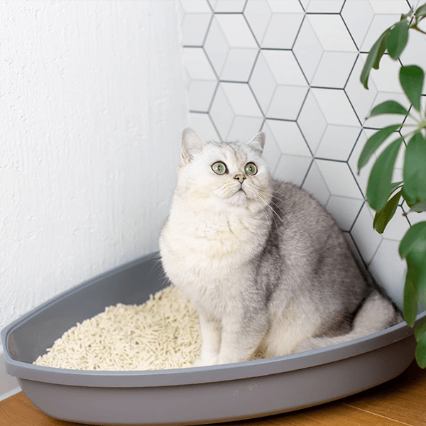 Cat litter, cat using cat litter