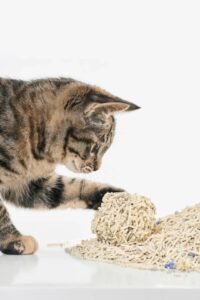 cat litter importers